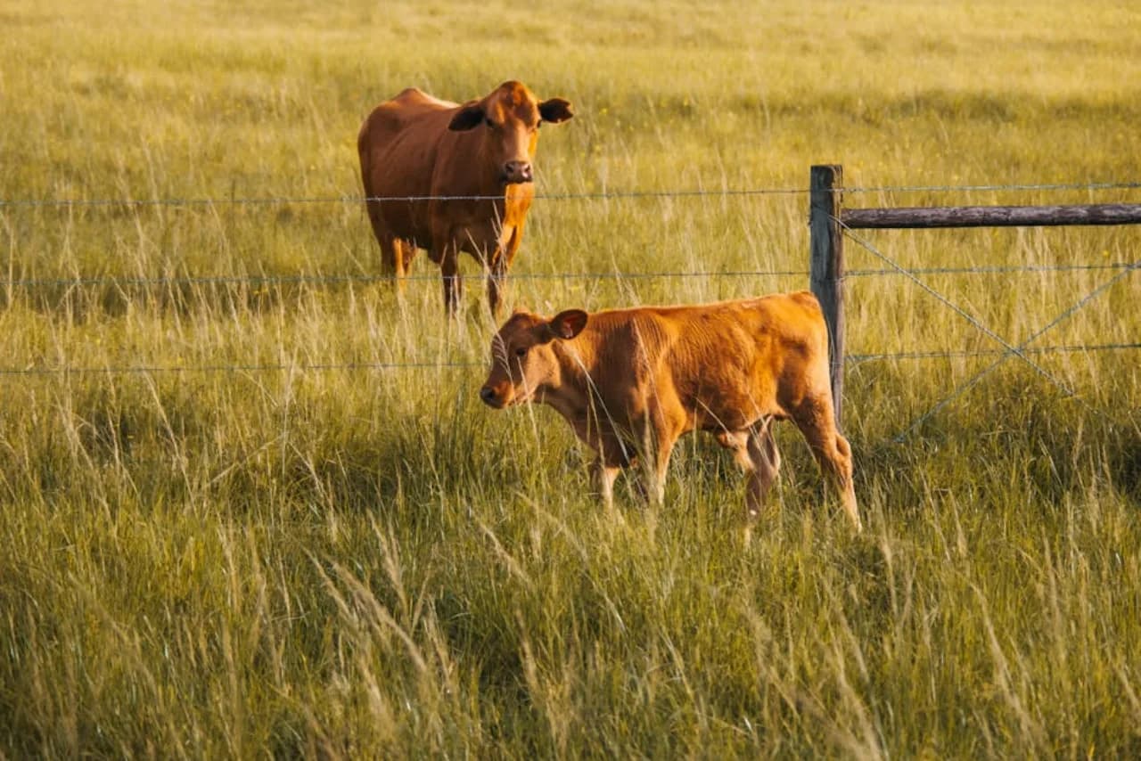 Agricultural farm fence — page wire and high-tensile electric for livestock — Fenced.ca