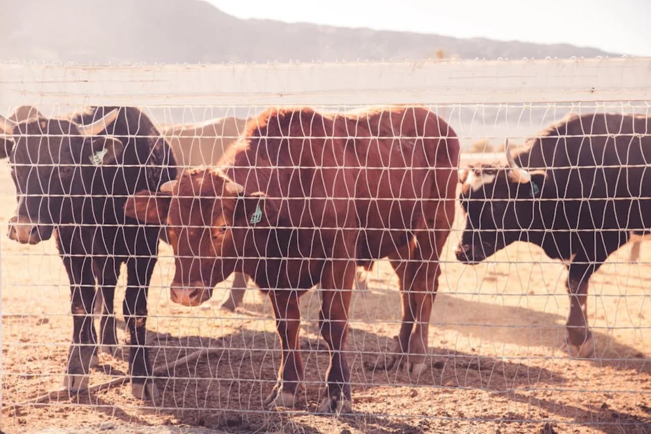 Farm & Agricultural Fence — supply, rental and installation by Fenced.ca across Canada