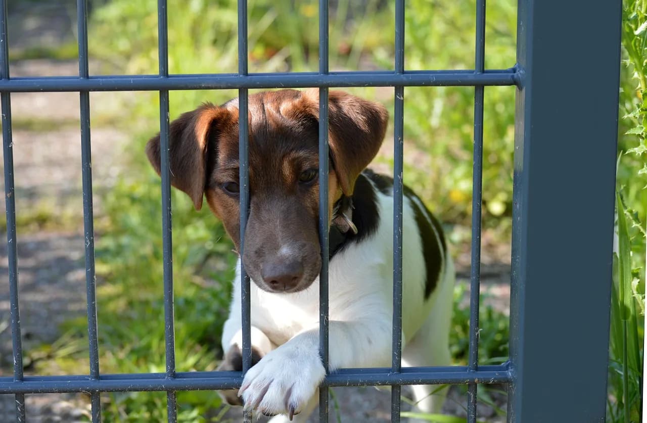 Dog Fence — Fenced.ca